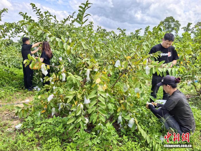 广东台山番石榴迎丰收 触发侨胞“花稔”情结