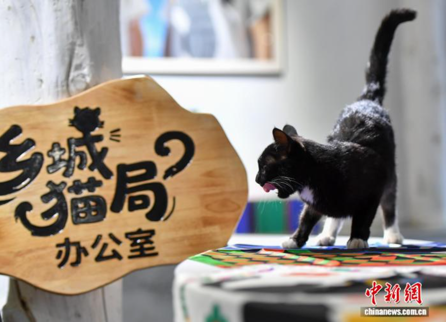 2025乡城白色灌礼文化周回顾:高原城市蹚出文旅发展新路