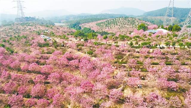 江门：颜值引客 情绪留客 文化黏客