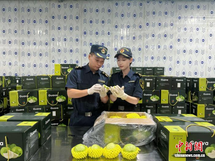 广东湛江鲜果出口添“新” 首批鲜番石榴销往新加坡